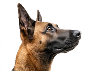 Belgium Malinois. Head of a Belgian Shepherd Dog - Malinois on White Background