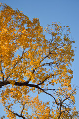 autumn leaves against sky