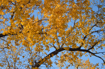 autumn leaves in the sky