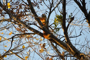Squirrel on a Branch
