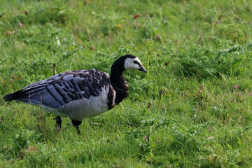 dutch birds
