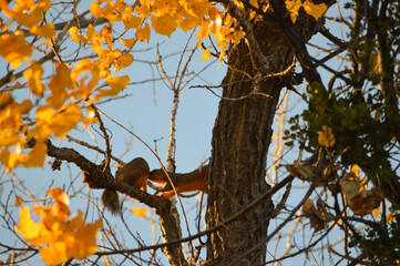 squirrel on tree