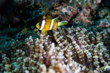 Fototapeta premium PG Island, Oriental Mindoro Province, Philippines - Close-up of marine life
