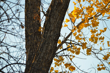tree in autumn