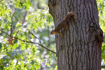 The fox squirrel (Sciurus niger), also known as the eastern fox squirrel or Bryant's fox squirrel. 