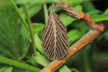 greater quaking grass plant macro photo