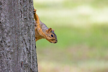 The fox squirrel (Sciurus niger), also known as the eastern fox squirrel or Bryant's fox squirrel. 