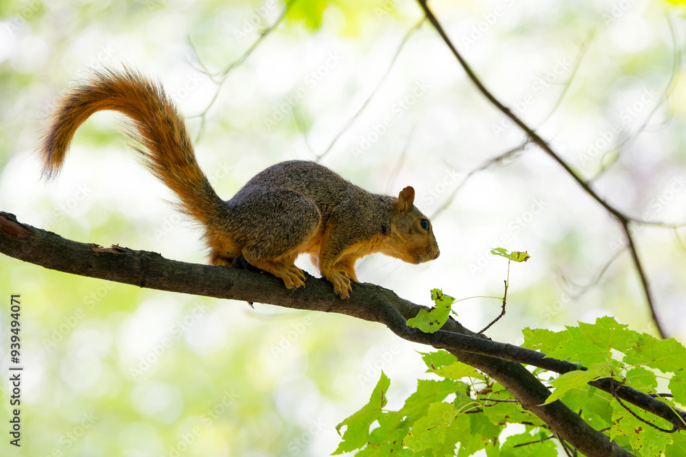 Canvas Prints The fox squirrel (Sciurus niger), also known as the eastern fox squirrel or Bryant's fox squirrel. 