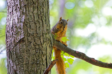 The fox squirrel (Sciurus niger), also known as the eastern fox squirrel or Bryant's fox squirrel. 