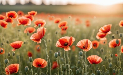 Fototapeta premium Vibrant Red Poppies Blooming in a Sunlit Meadow