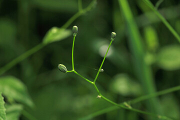 greater quaking grass plant macro photo