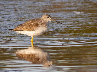 sandpiper