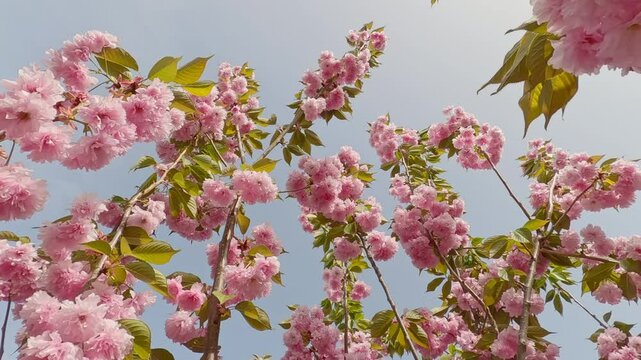 Crown of a blooming tree with pink double flowers sakura Kanzan on blue sky background, camera moves down along the branches