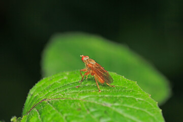 macro photo of housefly facing back