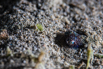 PG Island, Oriental Mindoro Province, Philippines - Close-up of marine life