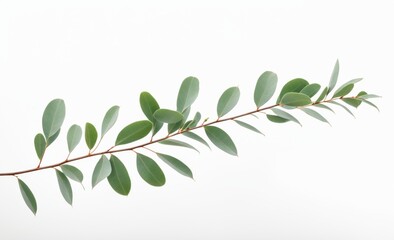 Minimalistic Eucalyptus Branch with Green Leaves on a White Background