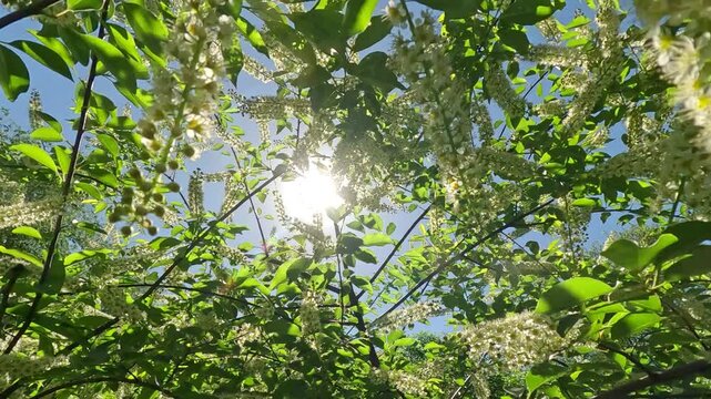 Movement upward between the branches of a blooming Bird Cherry tree on the sun light and blue sky background, Backlit (Contre-jour) slow motion, bottom-up view 