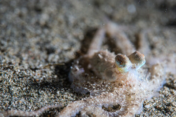 PG Island, Oriental Mindoro Province, Philippines - Close-up of marine life