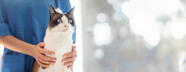 Pet Healthcare Check. Cropped Shot Of Veterinarian Caring For Domestic Cat, Hugging Feline Patient...