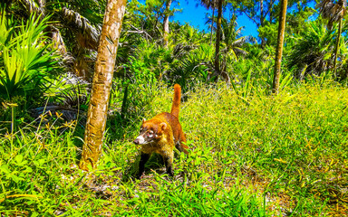 Coati coatis snuffling and search for food tropical jungle Mexico.