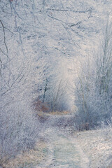Winter landscape with a road leading into the snowy forest. Weather, transport, travel concept.