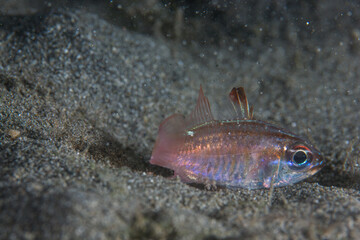 PG Island, Oriental Mindoro Province, Philippines - Close-up of marine life