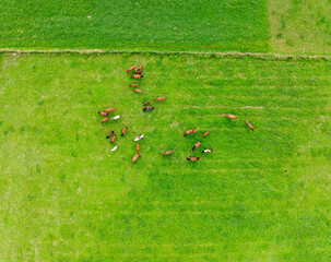 Aerial view of a group of horses on a field.
