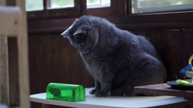 domestic cat watches and plays with a mouse caught in a mousetrap. Humane mouse plastic trap live catch and release rodents, safe around children and pets.