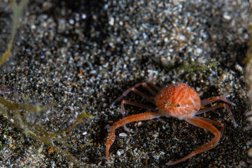 PG Island, Oriental Mindoro Province, Philippines - Close-up of marine life