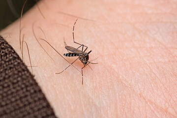 aedes albopictus fly macro photo