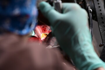 Zahnbehandlung beim Pferd