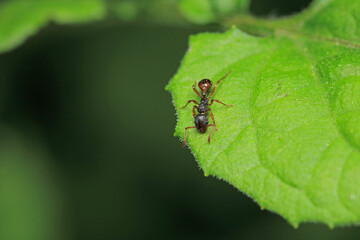 formica fusca ant insect macro photo