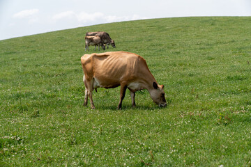 Farm and cows