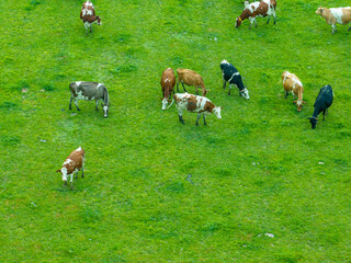 Aerial view of cattle herd on a green meadow. Milk cows grazing on a pasture in rural farmland.