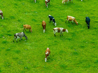 Aerial view of cattle herd on a green meadow. Milk cows grazing on a pasture in rural farmland.