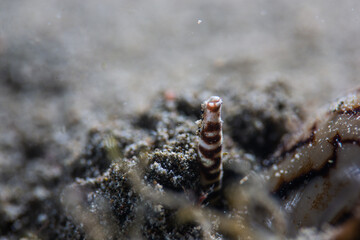 PG Island, Oriental Mindoro Province, Philippines - Close-up of marine life