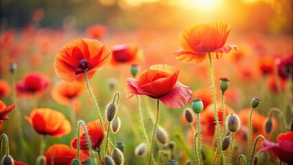 Fototapeta premium Poppy flowers in a field with soft focus background and space for text, poppy, flowers, field, nature, red, vibrant, blooming