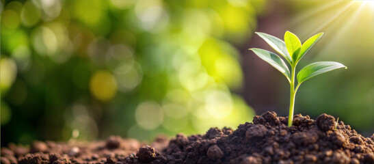 New green seedling growing in soil with sunlight and bokeh background