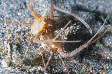 PG Island, Oriental Mindoro Province, Philippines - Close-up of marine life