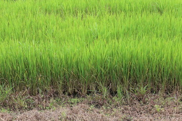 Landscape nature of rice field on rice paddy green color lush growing is a agriculture in Thailand 