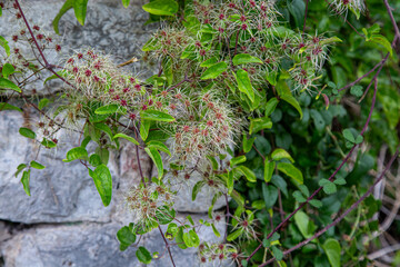 Clematis vitalba. Close up, quality photo 