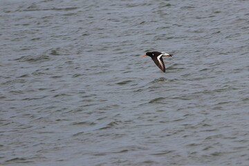 waders