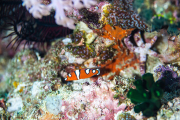 PG Island, Oriental Mindoro Province, Philippines - Close-up of marine life