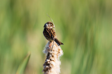 Female Reed Bunting perched on a reed on a sunny day in County Durham, England, UK