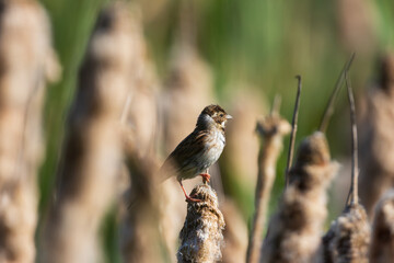 Female Reed Bunting perched on a reed on a sunny day in County Durham, England, UK