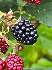 blackberry on the bush