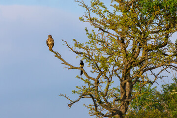 Common Buzzard sharing a tree with a magpie. County Durham, England, UK.