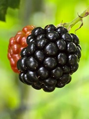 blackberry on a branch
