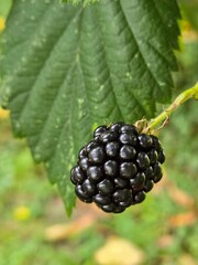 blackberry on the bush
