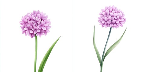 Two beautiful pink flowers with vibrant petals and green leaves against a white background, perfect for floral designs.